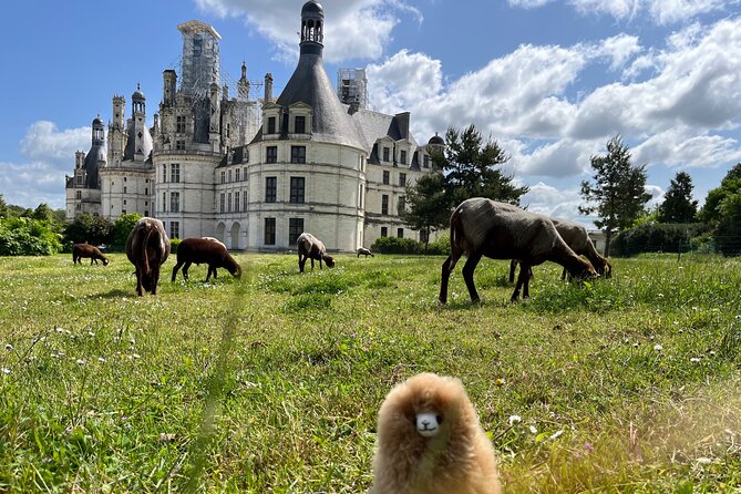 3 Loire Valley Castles and Wine Tasting Private Guided Tour - Château Royal d’Amboise: where Renaissance art meets royal finales