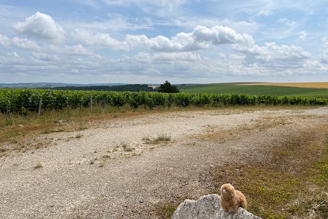 Burgundy Wine & Cheese Tasting Private Day Trip 15 glasses - The Driving, Timing, and Pacing That Make or Break the Day