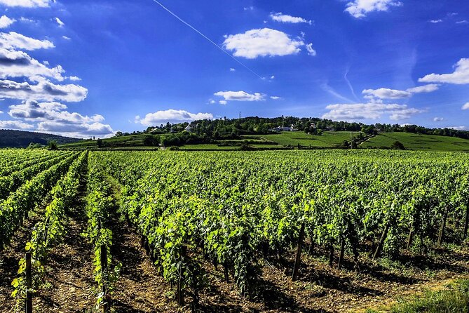 Chablis 20 Exquisite Wines Tasting Trip in Small-Group from Paris - Maison Régnard: Guided Cellars and a Clear Classification Lesson