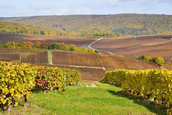 Champagne Area Small-Group Tour including a Top Champagne house & Family Winery - Key things to know before you go