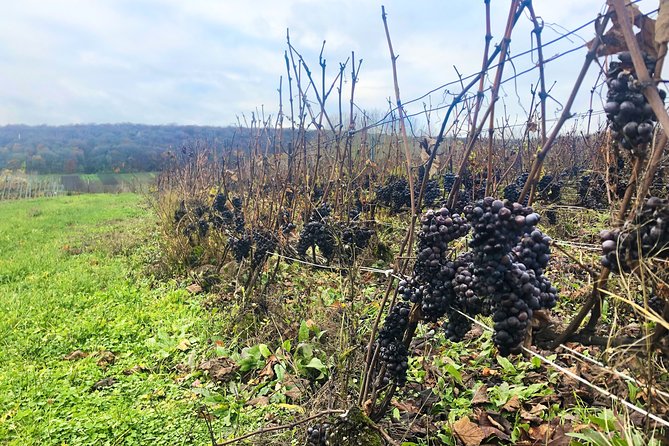 Champagne Area Small-Group Tour including a Top Champagne house & Family Winery - Hautvillers and the Dom Perignon tomb: the origin stop that adds meaning