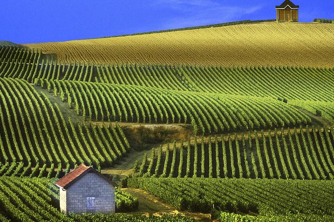 Champagne Day Tour with Reims, Cellars Visit & Champagne Tasting from Paris - Reims Cathedral: Stained Glass, Kings, and a UNESCO Stop That Feels Huge