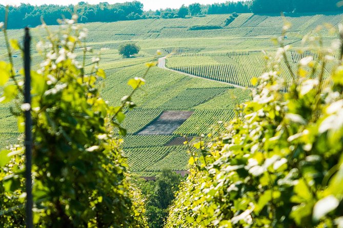 Champagne Day Trip with 6 Tastings, Reims and Winery from Paris - Reims Cathedral: The Gothic Carvings and 20 to 30 Minutes to Explore