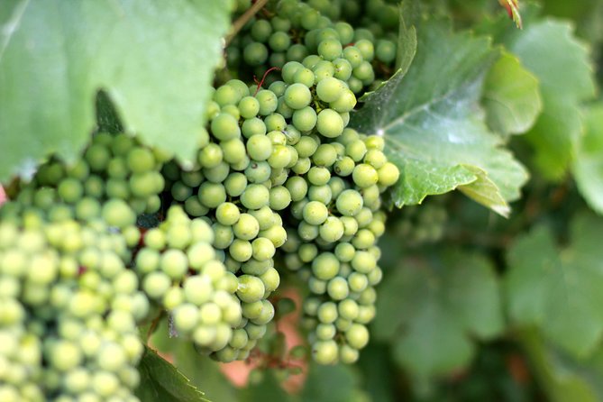 Champagne VIP Day Trip from Paris With Local PRIVATE Wine Expert Guide - Montagne de Reims artisan winery: the six-Champagne tasting you should savor