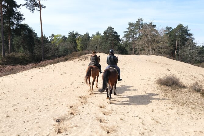 Day Trip to Fontainebleau : Horse Riding, Gastronomy and Castle - The 25,000-acre forest ride: photos, pace, and scenery that feels like a time machine