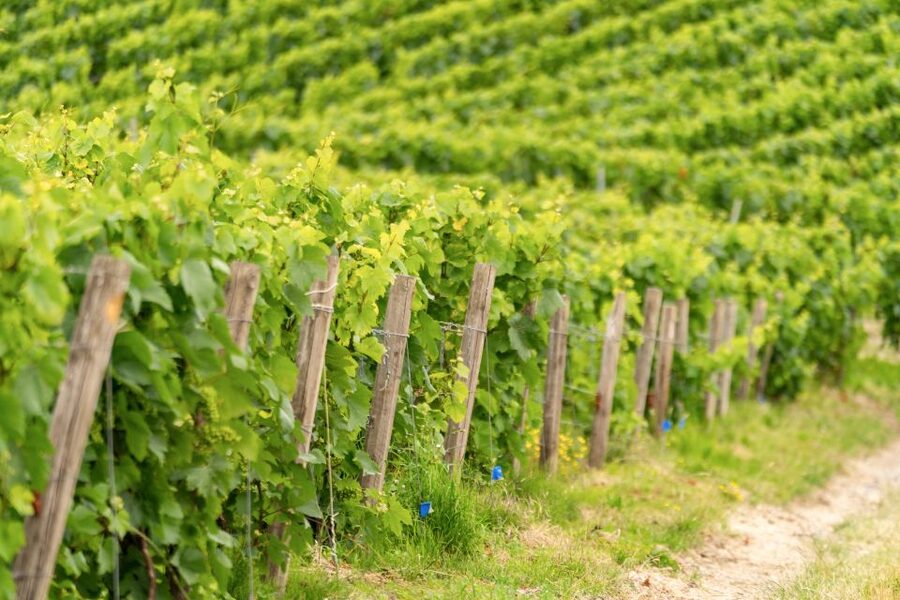 From Paris: Day Trip to Champagne with 8 Tastings & Lunch - Price and value: what $345 is really paying for