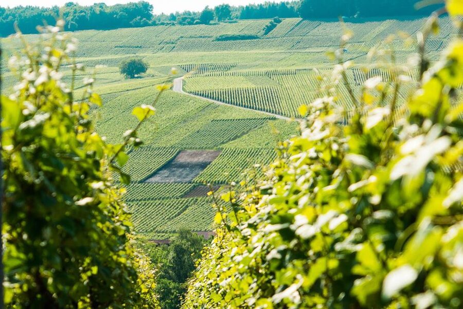 From Paris: Small-Group Champagne Day Trip with Six Tastings - From Paris at 7 AM: what the 11-hour schedule really feels like
