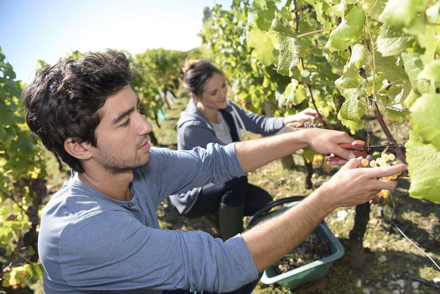 From Paris: Small-Group Champagne Day Trip with Six Tastings - Épernay lunch hour: use it well, because time is tight