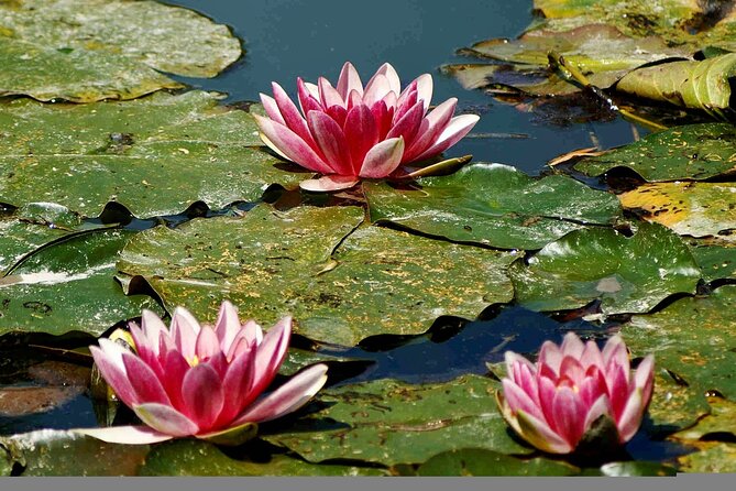 Giverny Half-Day Small-Group Tour from Paris – Max 7 Guests - What can go wrong, and how to reduce your risk