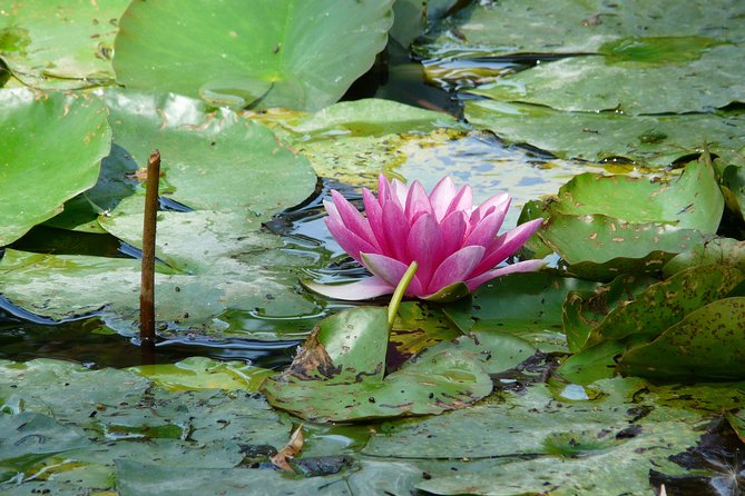 Giverny & Monet's House Audio Guided Half-day Tour from Paris - Hosts and what “guided” means here