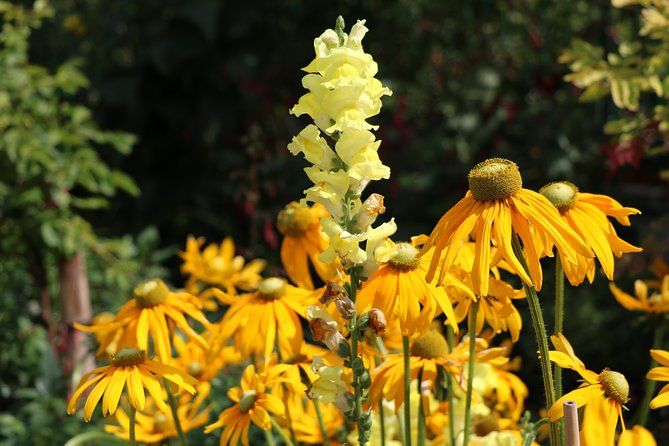 Giverny Private Half-Day Trip including Claude Monet' Gardens & House from Paris - Price and value at $454.44 per person