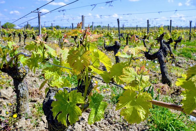 Loire Valley Wines and Castle Small Group Day Trip from Paris - Price and Value: Is $392.22 Worth It From Paris?