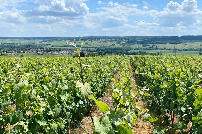 Moet et Chandon Veuve Clicquot Private Champagne trip from Paris - Veuve Clicquot: Cellars and Option Choices That Shape the Tasting