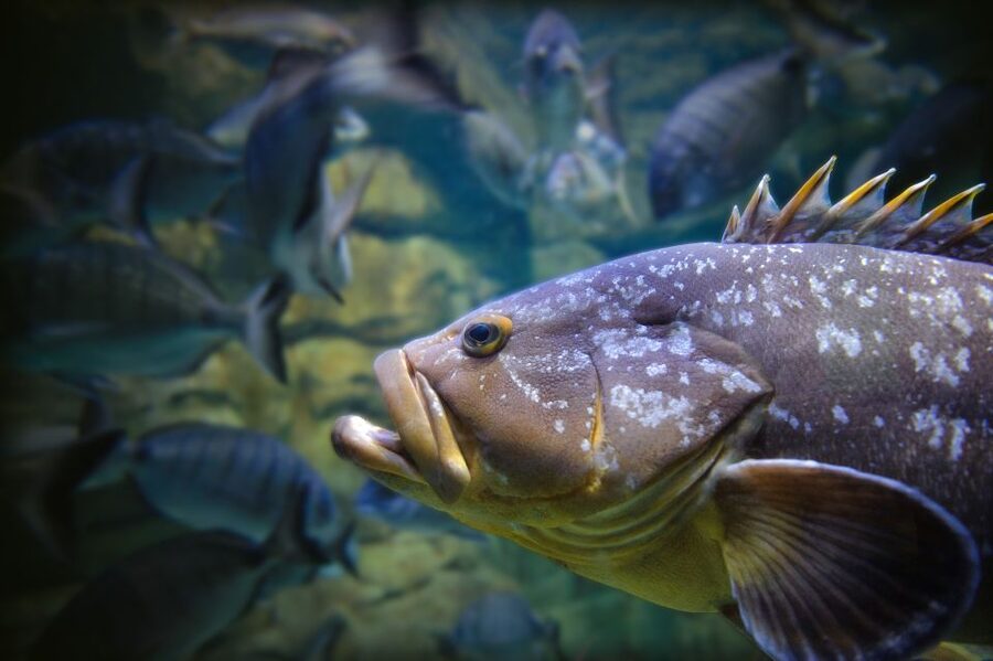 Paris: Aquarium de Paris Entrance Ticket - Should you book this Aquarium de Paris ticket?