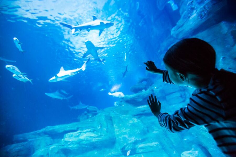 Paris: Aquarium de Paris Entrance Ticket - The touch pool and koi time: the hands-on part people talk about