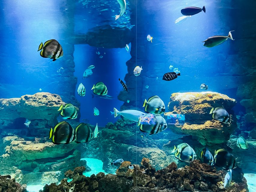 Paris: Aquarium de Paris Entrance Ticket - Workshops, cinema, and live shows: how the day fills in