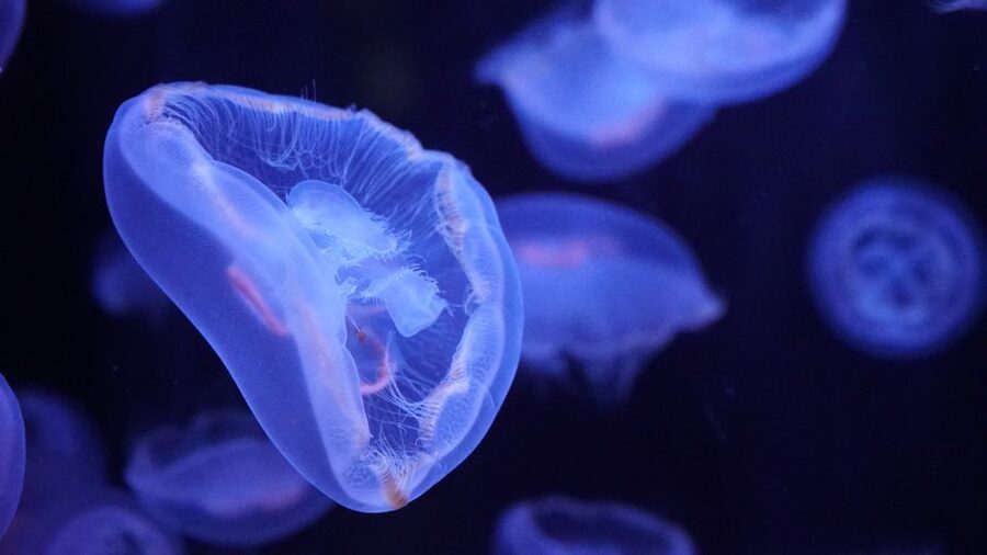 Paris: Aquarium de Paris Entrance Ticket - Practical tips: what to know before you walk in