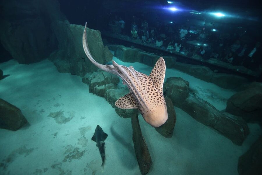 Paris: Aquarium de Paris Entrance Ticket - Who should book Aquarium de Paris tickets?