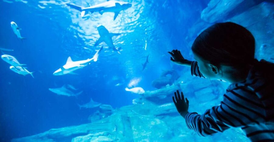 Paris: Aquarium de Paris Entrance Ticket - Jellyfish and big-tank drama: what makes the aquarium feel special
