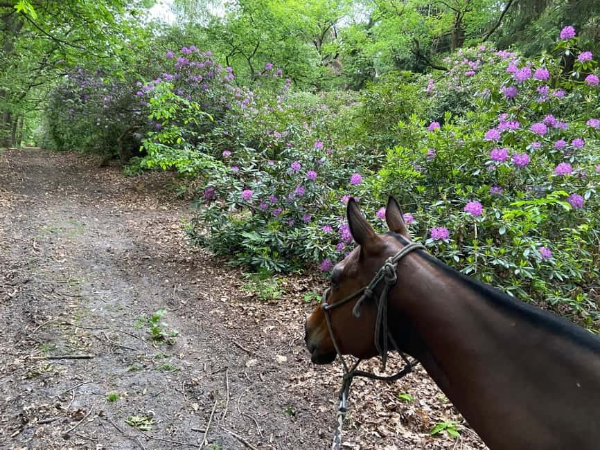 Paris: Aumont-en-Halatte Horseback Riding Tour - Chantilly Forest Riding feels like a Paris escape, not a detour