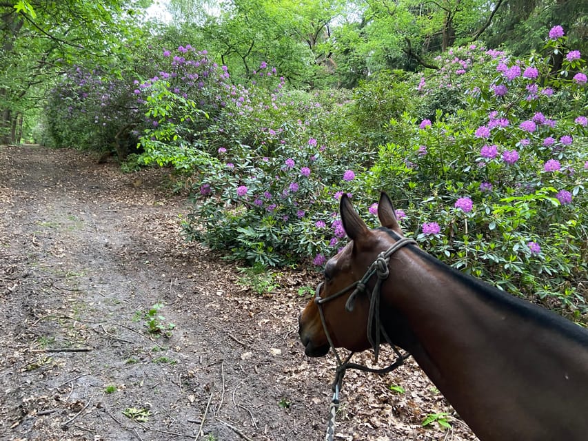 Paris: Aumont-en-Halatte Horseback Riding Tour - Before you mount: helmets, protective gear, and getting matched to your level