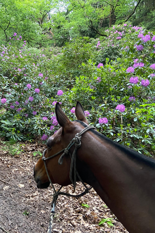 Paris: Aumont-en-Halatte Horseback Riding Tour - Price and value: is $85 worth it?