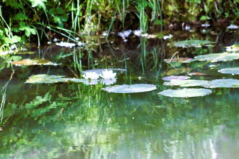 Paris: Giverny Gardens Day Trip with Professional Tour Guide - The gardens that inspired Impressionism, plus time to look