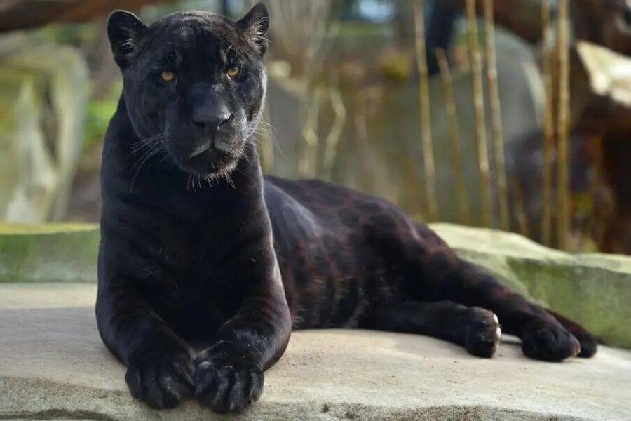 Paris: Paris Zoological Park Entrance Ticket - Key points before you go