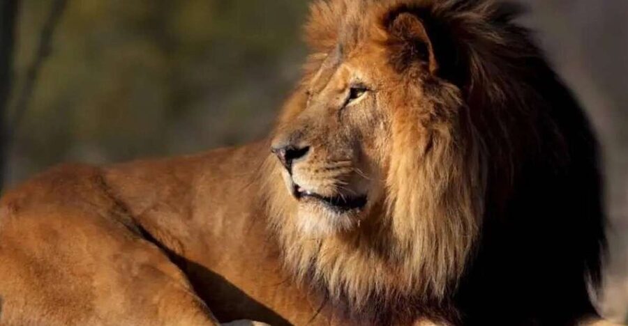 Paris: Paris Zoological Park Entrance Ticket - What the 2014 upgrades change about your day