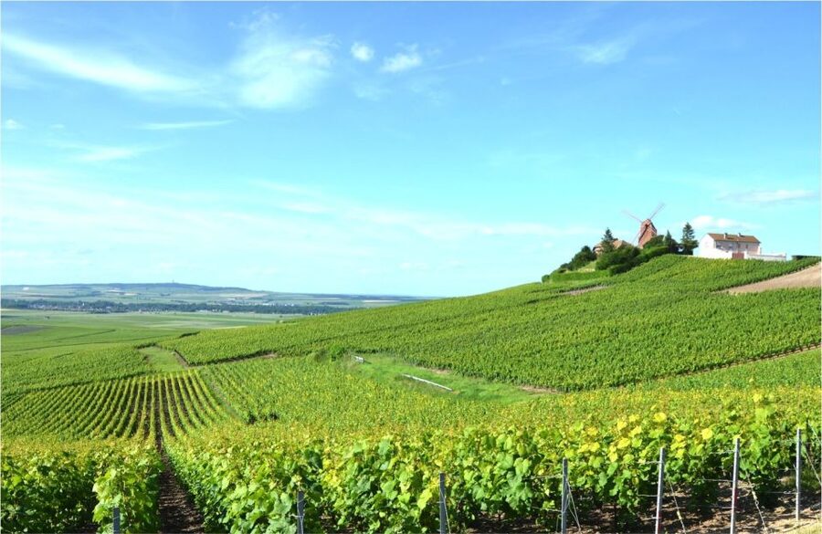 Paris: Private Day Trip to Champagne with 8 Tastings & Lunch - Epernay’s Avenue de Champagne: views, walking, and a change of pace