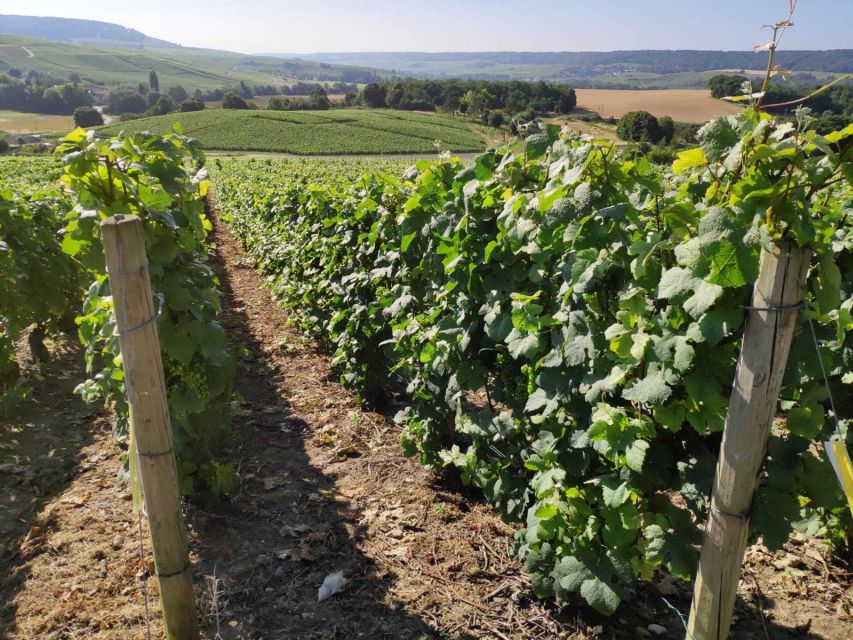 Paris: Private Epernay Trip with Champagne Vineyard Tastings - Who this trip fits best, and who should skip it