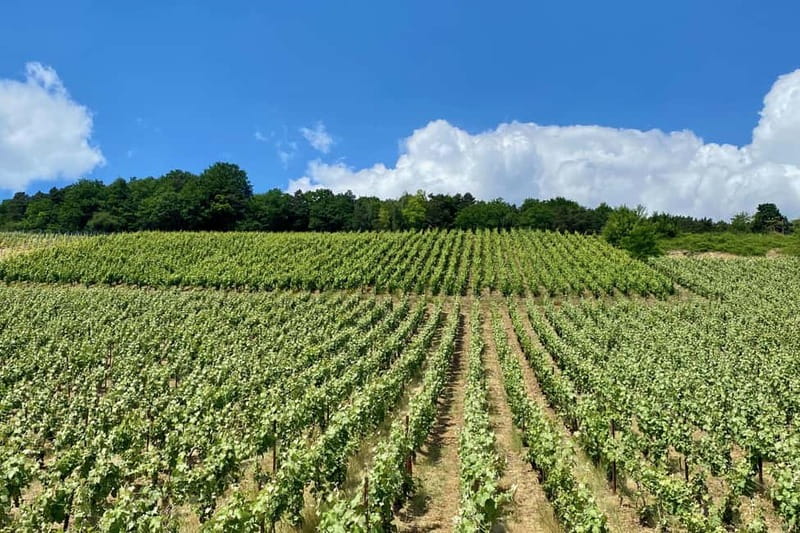 Paris: Ruinart and Veuve Clicquot Champagne Tour by Mercedes - Price and value: $808 per person, and where that money goes