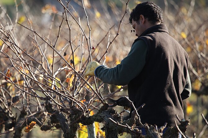 Private Champagne Day Trip - Two Vineyards of Reims & Lunch - Main logistics: stairs, pacing, and how private really works