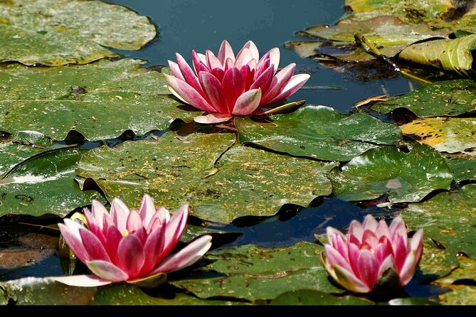 Private Giverny Monet’s House & Gardens Half-Day Tour from Paris - Paris-to-Giverny in a Mercedes: the comfort upgrade you actually feel