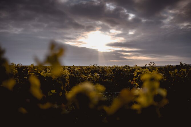 Vineyard tour and wine tasting in Davron - Guided walk through the vines, where the tasting lesson begins