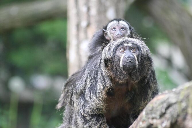 Zoo Of Beauval - Private Trip - Key Things to Know Before You Go