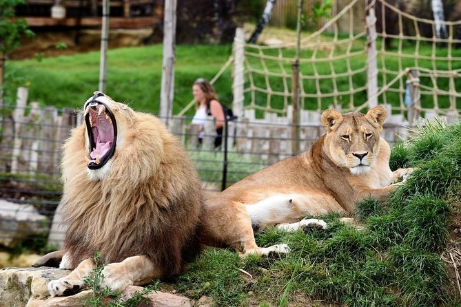 Zoo Of Beauval - Private Trip - The 11-Hour Reality Check: How Much Zoo Time Will You Get?