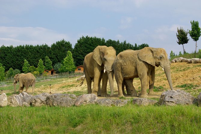 Zoo Of Beauval - Private Trip - Tickets, Lunch, and the Budget Math That Actually Matters