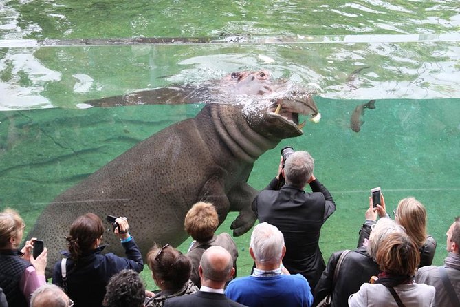 Zoo Of Beauval - Private Trip - The Chauffeur Experience: English, Flexibility, and What to Expect