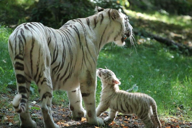 Zoo Of Beauval - Private Trip - What a Day Like This Feels Like: A Pacing Strategy