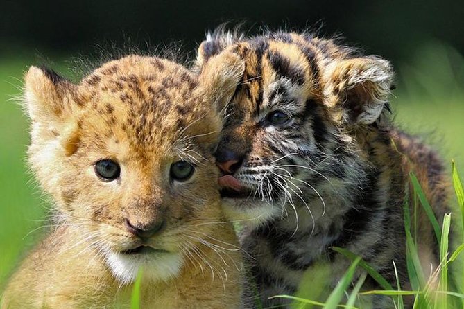 Zoo Of Beauval - Private Trip - Who This Private Beauval Trip Fits Best