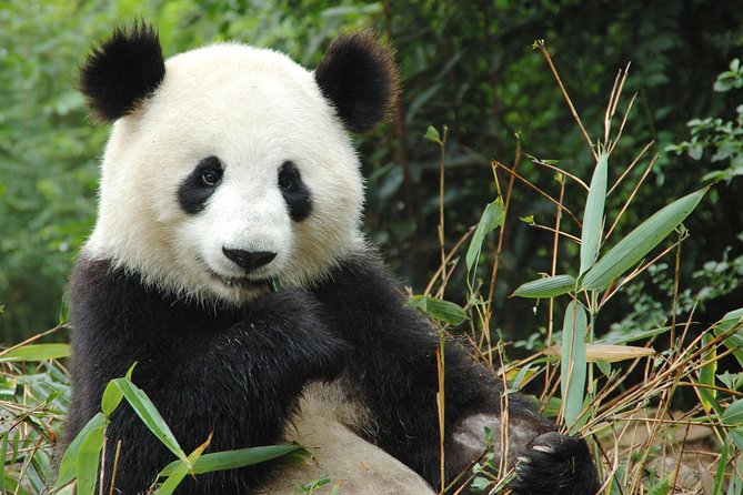 Zoo Of Beauval - Private Trip - ZooParc de Beauval: What You Get Once You Arrive